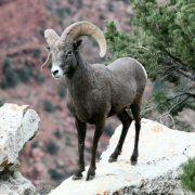 Bighorn sheep spotted on a Canyon Dave Grand Canyon tour.
