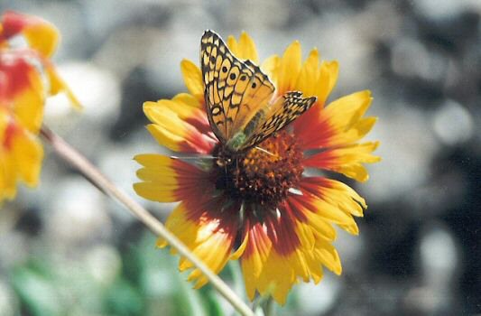 Blanketflower with a butterfly