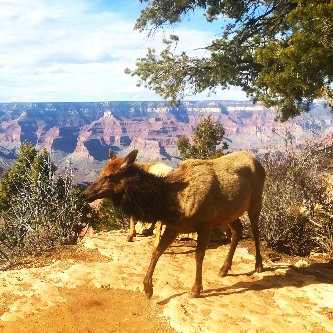 An elk greets a Grand Canyon Day Tour