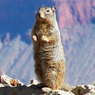 Grand Canyon Sunset Tour sees this rock squirrel